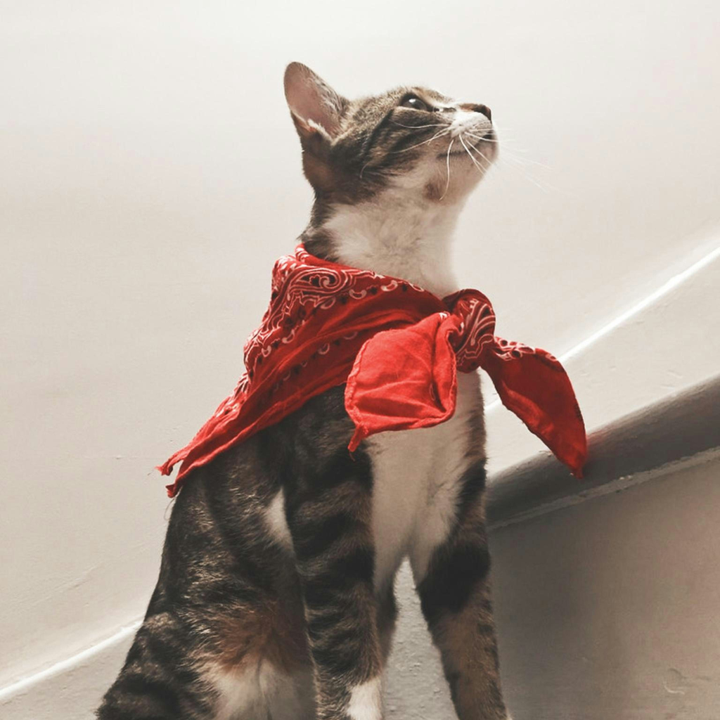 Body Wear, Leashes & Beauty