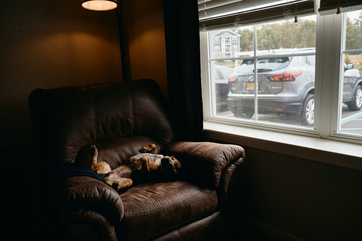 Cozy corners for Doggies