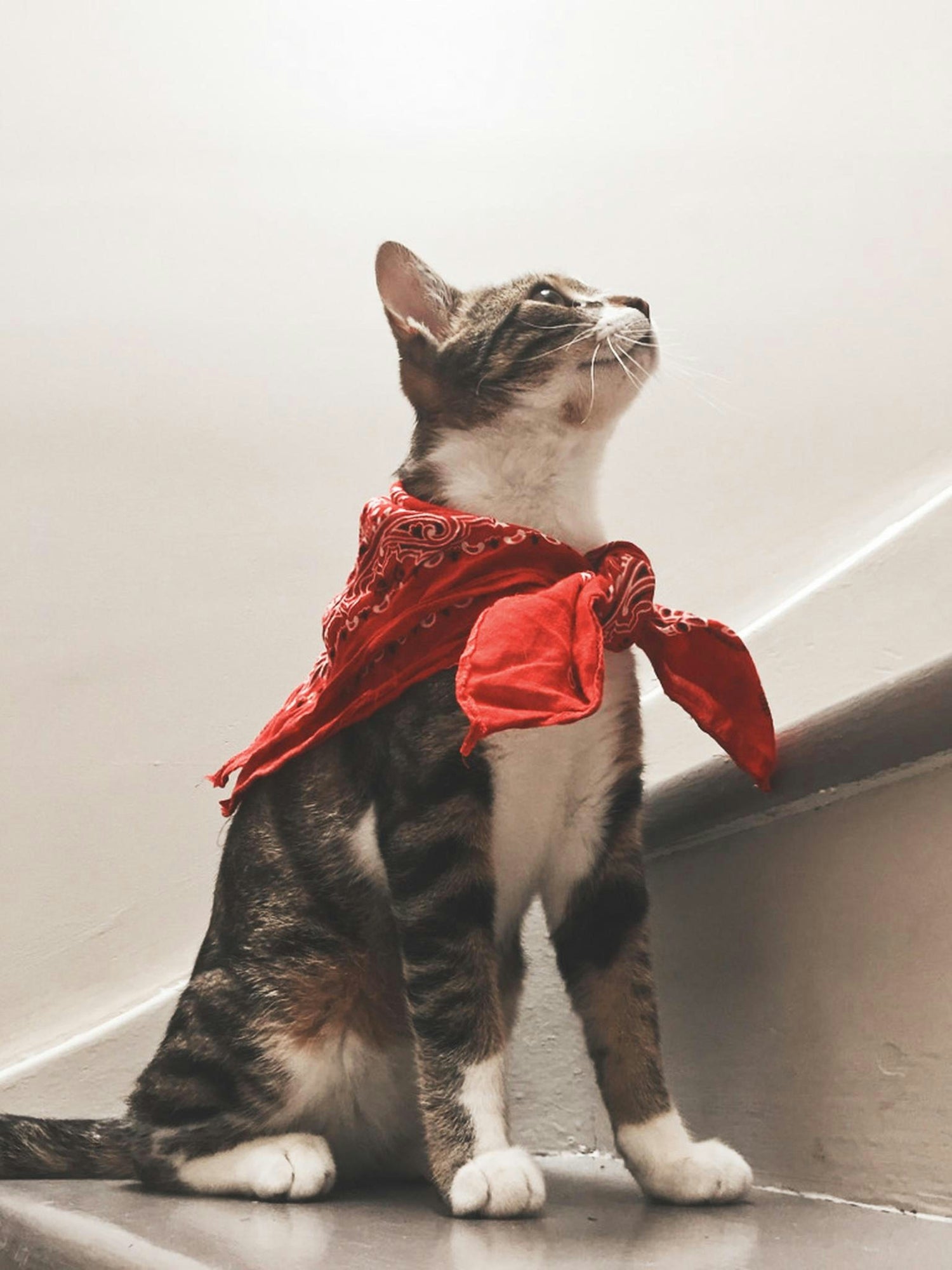 Body Wear, Leashes & Beauty