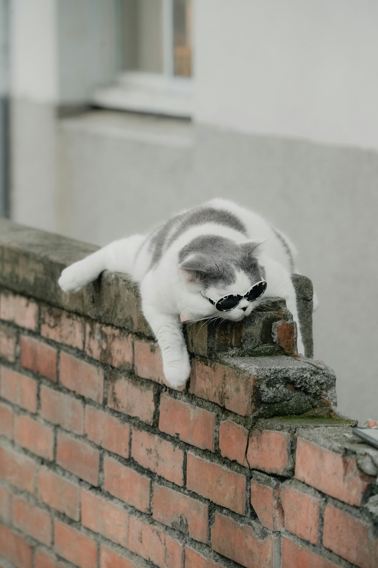 Snuggle spots for catties