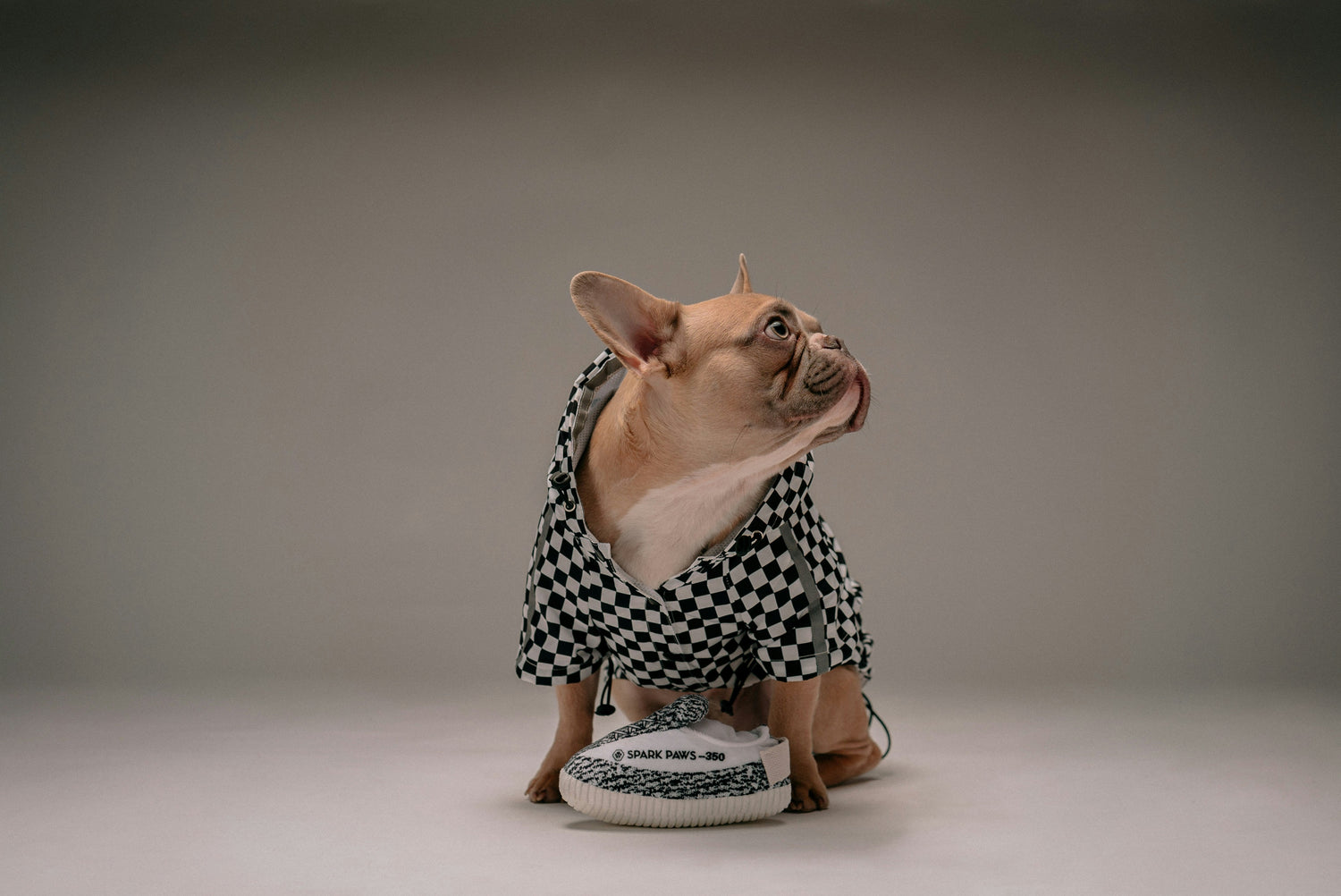 Body Wear, Leashes & Beauty