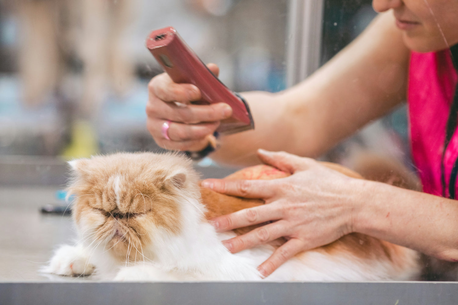 Groom and glow for Catties