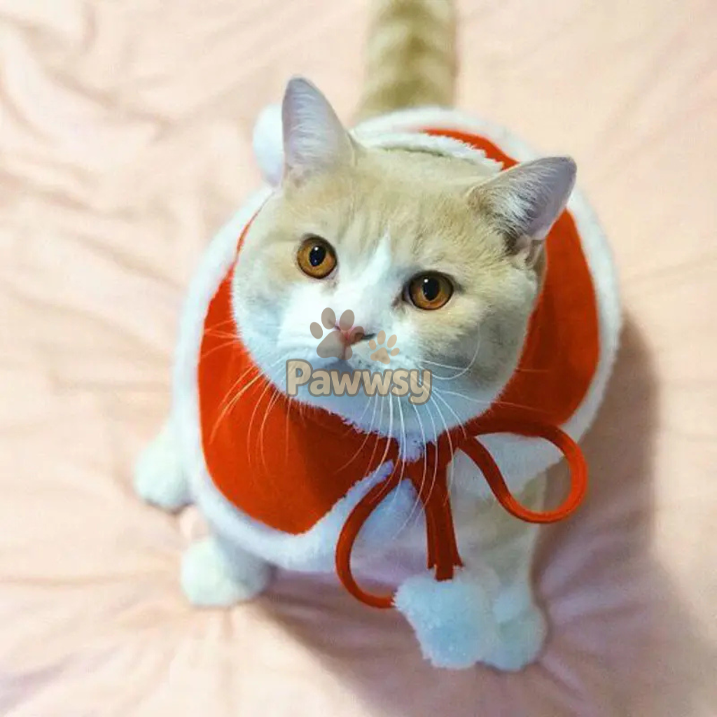 Santa Paws Cape | Festive Red Christmas Cloak for Cats